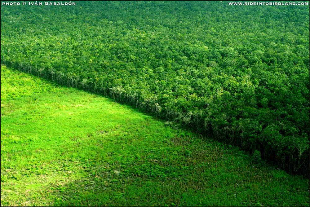 Dos paisajes en uno: selva y deforestación. (Foto © Iván Gabaldón).