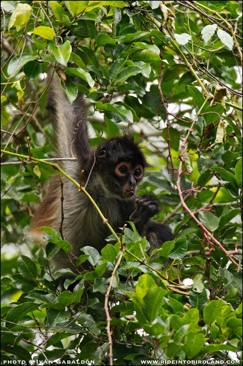 Pleasures of life in the jungle. Mr. Monkey, it's been an honor. (Photo © Iván Gabaldón).