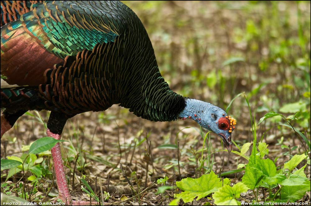 This close-up shows the unmistakeable blue head with orange nodules of the Ocellated Turkey. (Photo © Iván Gabaldón).