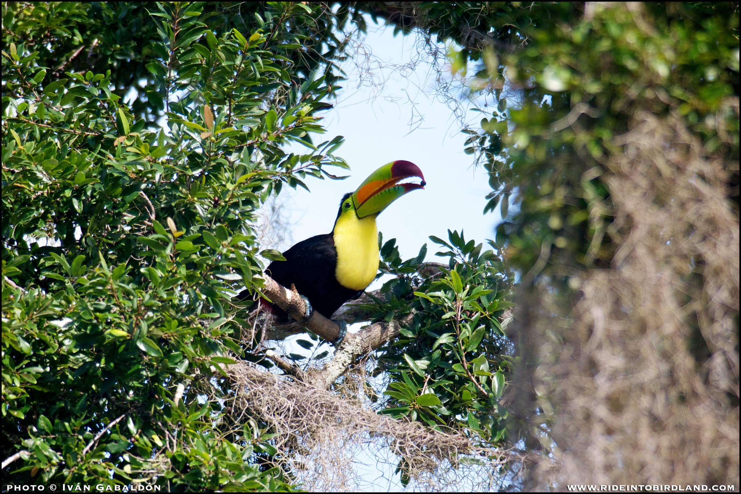 The Keel-billed Toucan (Ramphastos sulfuratus) uses its bill to pick fruits with great precision. (Photo © Iván Gabaldón)