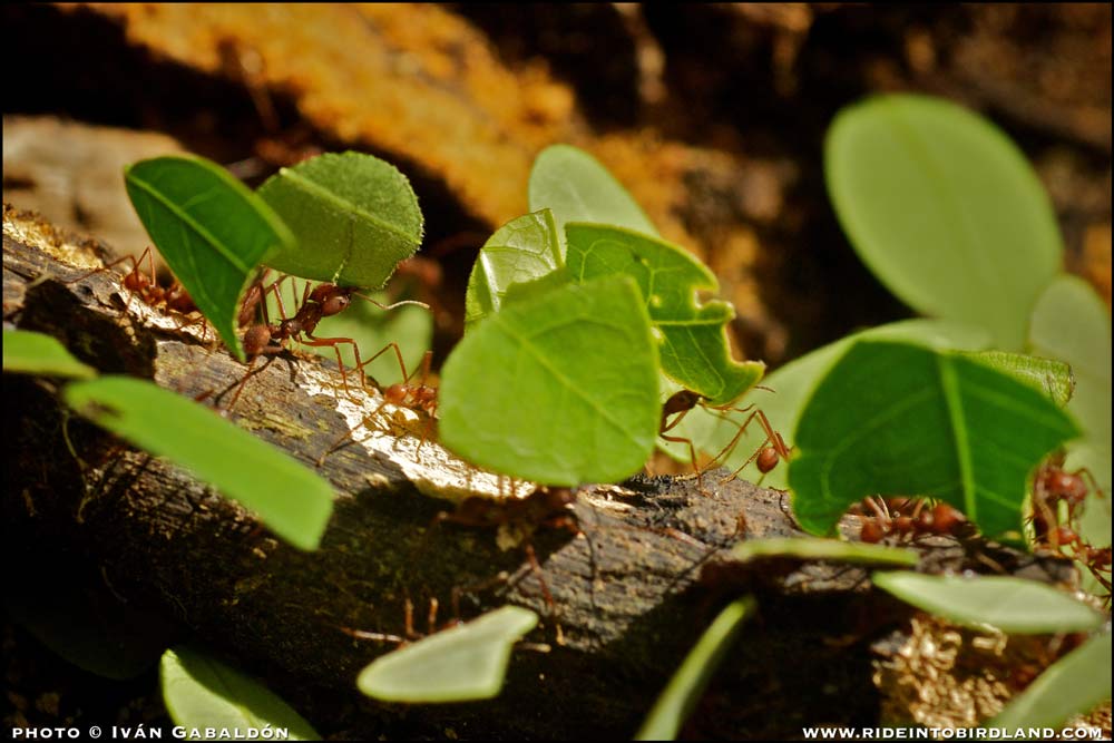     Soldados de la selva: la capacidad de trabajo, la habilidad y fortaleza de las hormigas infunden respeto. (Foto © Iván Gabaldón).