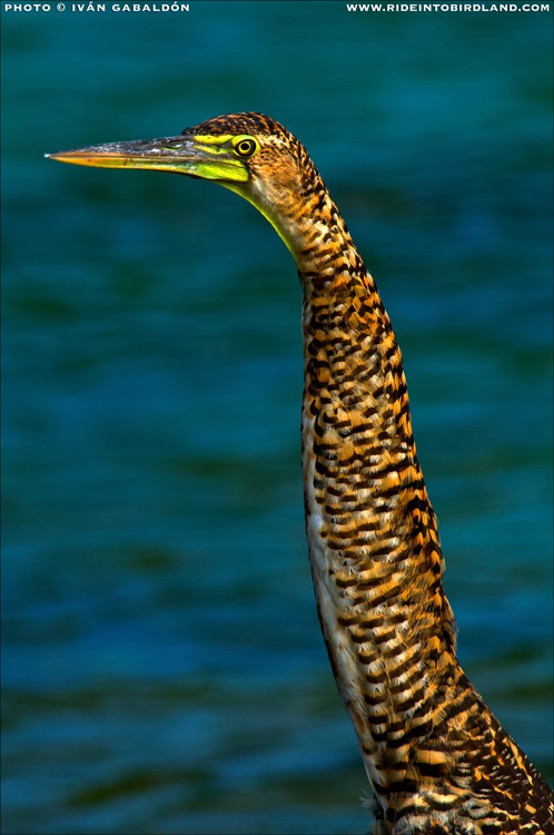 A Bare-throated Tiger Heron (Tigrisoma mexicanum) stands still for a portrait in the coast of Quintana Roo, one of the amazing bird species that can be seen in the Yucatan Peninsula. (Photo © Iván Gabaldón).
