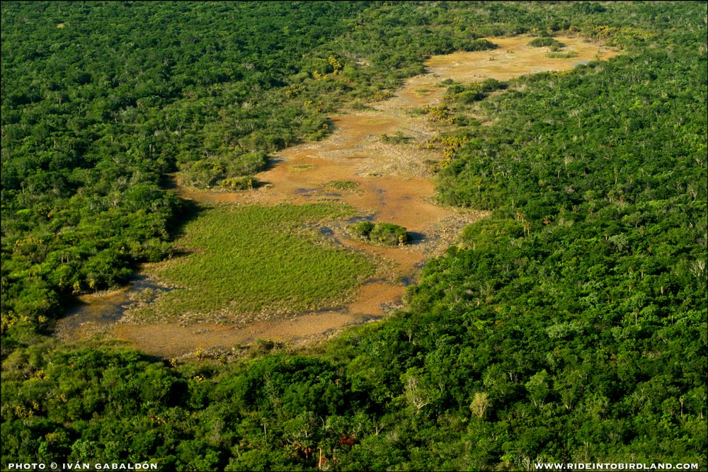 Este componente acuífero es parte vital del sistema natural de “El Zapotal”, reserva privada de PPY. Documentar su estado era parte específica de nuestra misión. (Foto © Iván Gabaldón - Soporte aéreo provisto por Lighthawk para Pronatura Península de Yucatán).