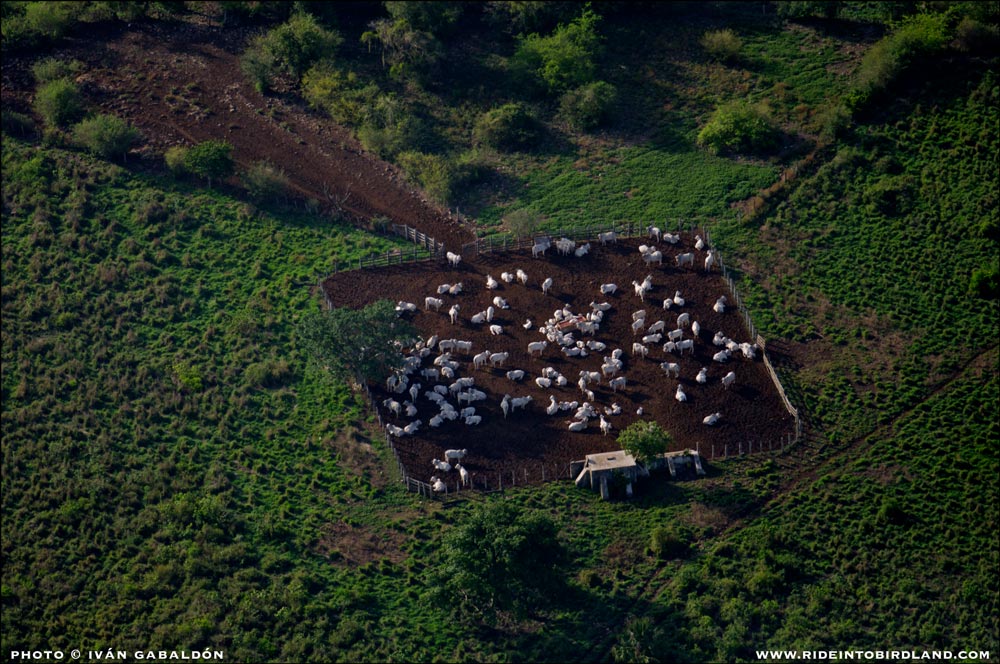 One of several cattle operations we documented during our flights. (Photo © Ivan Gabaldon - Aerial support provided by Lighthawk to Pronatura Peninsula de Yucatan).