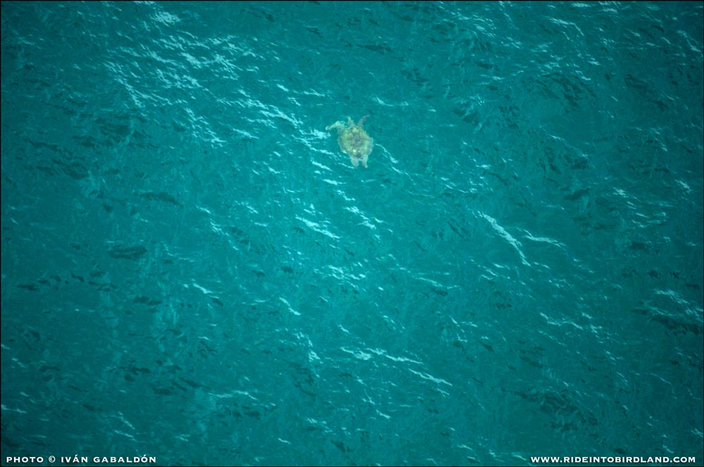 Justo debajo de la superficie del agua, ¡una tortuga marina! (Chelonia mydas). (Foto © Iván Gabaldón - Soporte aéreo provisto por Lighthawk para Pronatura Península de Yucatán).