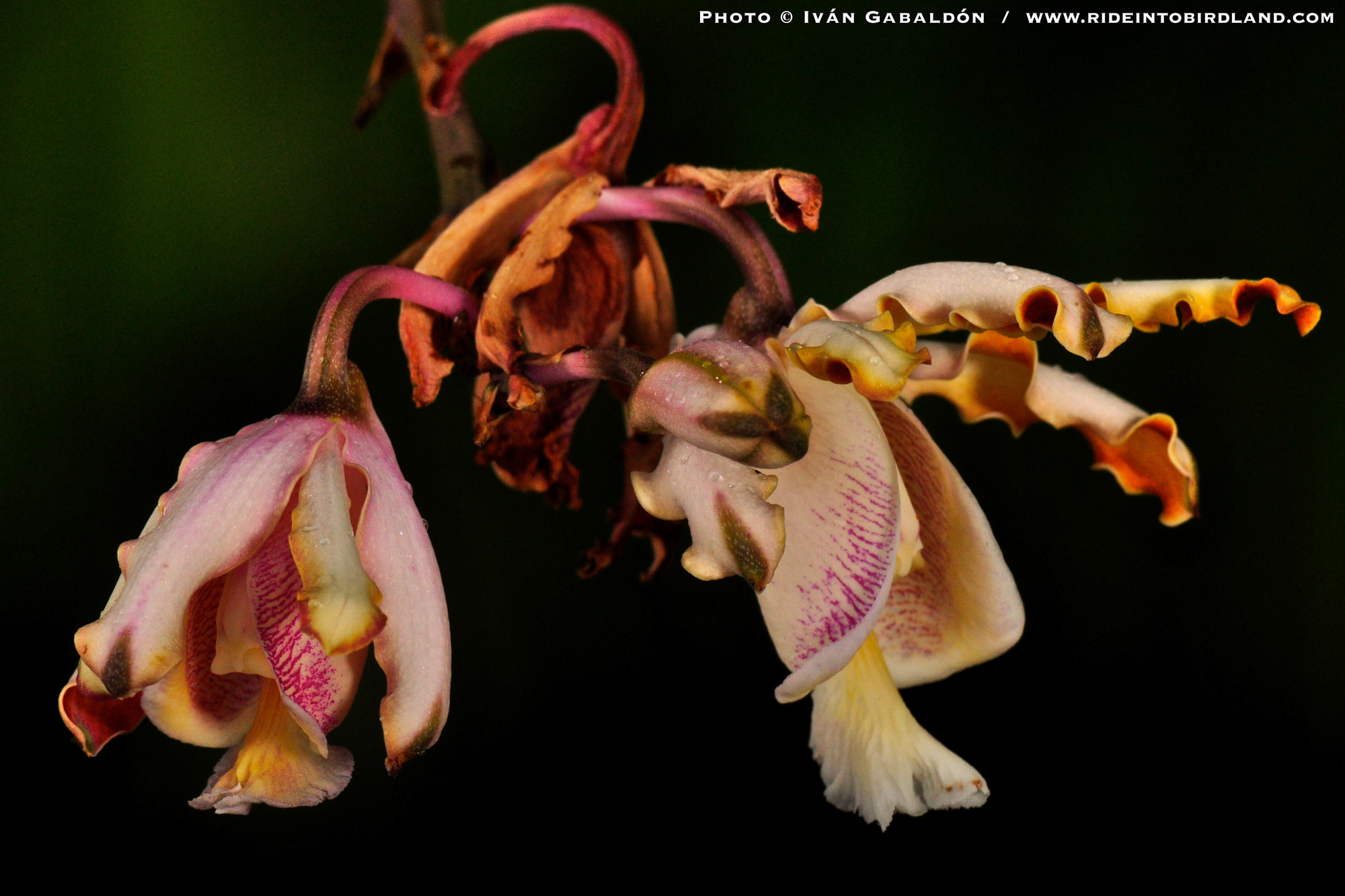 Open flower of Myrmecophila christinae, orchid species endemic to the Yucatan Peninsula. (Photo © Iván Gabaldón).